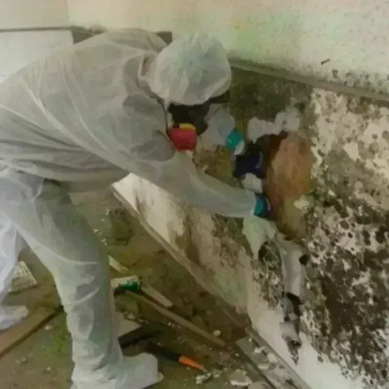 Mold Remediation and Removal in Inwood, WV